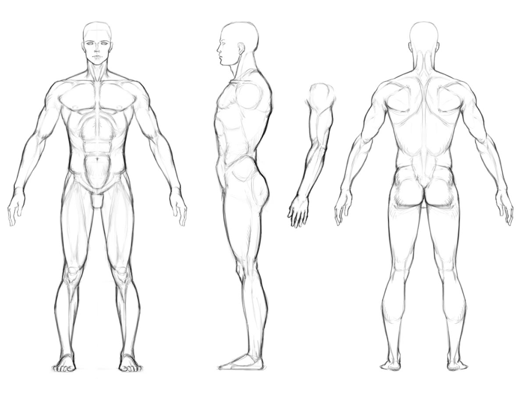 Ilustrasi proporsi dan struktur tubuh sebagai cara menguasai gambar anatomi bagi pemula