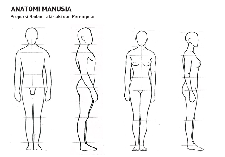 gambar anatomi