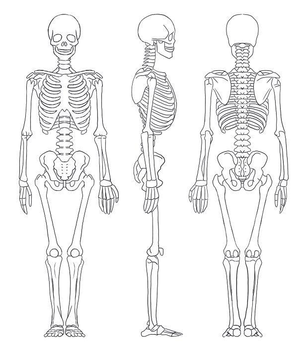 gambar anatomi